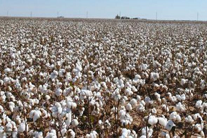 Pamuk Üreticisi 3 Liranın Altında Fiyat İstemiyor