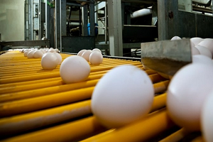 Avrupa nın Yumurta Krizi Ortadoğu ya İhracatta Umut Oldu