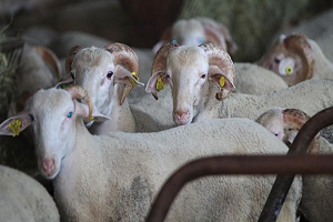 Et Verimi İçin Kurbanlıklar Stresten Korunmalı