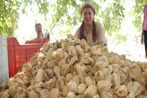Ege Bölgesi Kuru İncir Rekolte Tahmini Açıklandı
