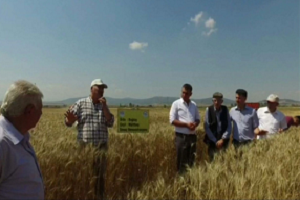 1 Dekardan 800 Kilogram Buğday Hasat Edildi