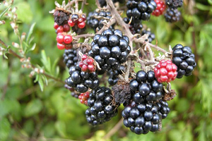 Lavanta Ahududu Böğürtlen Gelir Kapısı Oluyor