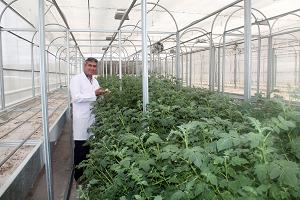 Suyu Daha Az Tüketen Patates Tohumu Üretiliyor