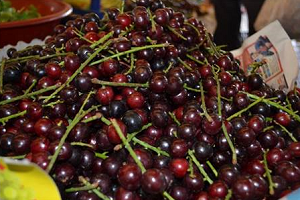 Karayemiş Hücreyi Yeniliyor