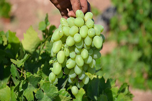 Peygamber Üzümü nün Sofralara Zorlu Yolculuğu