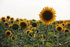 Trakya Birlik Ayçiçeği Ön Alım Fiyatları Açıklandı