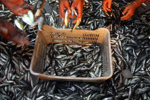 Denizlerde Av Sezonu Açılıyor