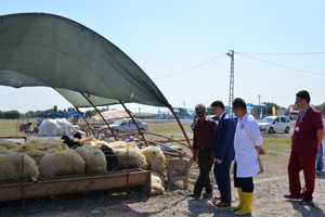 Büyükşehir den Kurban Alacaklara Büyük Hizmet