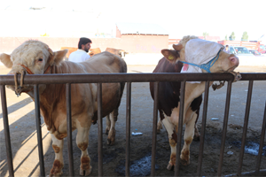 2 Simental Dana Alana Bir Düve Bedava