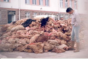 Kurban Derisinde Yüzme ve Ve Tuzlama Hatalarının Bedeli 20 Milyon Lira