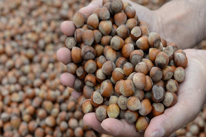 Yağmur Fındık Üreticisini Endişelendiriyor