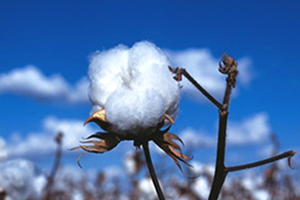 Pamuk Stokları Tükendi