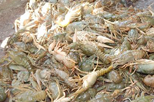 Tüm Dünya O Köyden Alıyor