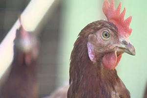 Almanya da Zehirli Yumurta Alarmı