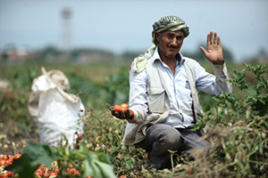 Dolu Mevsimlik İşçilerini de Vurdu