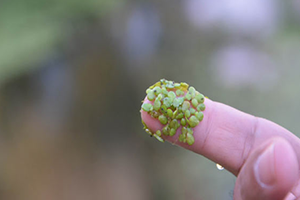 Dünyanın En Küçük Bitkisi Zehir Akan Dereleri Temizliyor