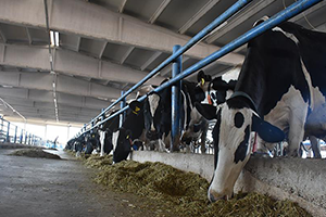 Devlet Desteğiyle Günde 5 Bin Litre Süt Üretiyor