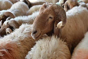 Satılmayan Kurbanlık Kırklareli ye Dönemeyecek