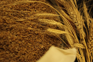 Buğdayın Atası Siyez e İlgi Arttı