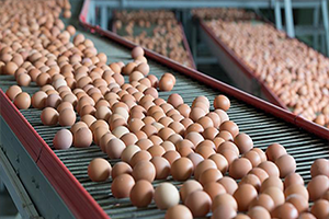 Almanya Tarım Bakanı Schmidt Zehir Yumurtalara Bilerek Bulaştırılmış Olabilir