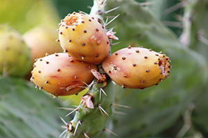 Kaynana Dilinin Hasadı Zorlu Satışı Kazançlı