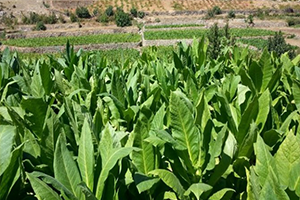 Tütün Açık Artırma Bedeli İlan Edildi