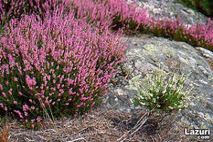 Funda nın Serüveni