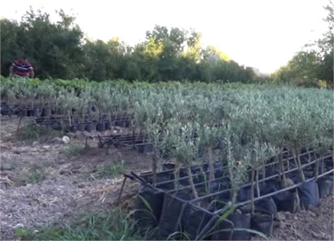 İş Bulamayan Yüksekokul Mezunu Genç Fidan Üretimine Başladı