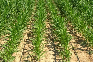 Mısır Beklentinin Altında