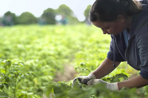 Gdo ya Hayır Demek Matbaaya Hayır Demektir