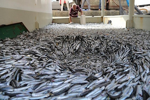 Balıklar Tezgaha Çıktı Peki Ya Fiyatları