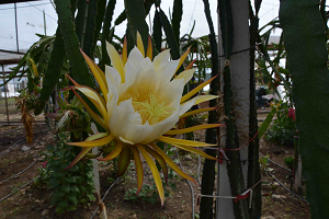 Narenciye ve Sebze Üretimine Alternatif Ürün