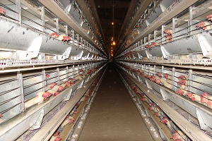 Türkiye deki Fipronilli Yumurtaya Üreticilerden Tepki