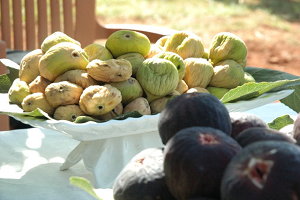 Kurutmalık İncir de Hasat Yapıldı
