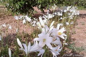 Bir Bitki Daha Yok Olma Tehdidi Altında