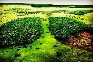 Temiz Doğada Yaşamak Herkesin Hakkı