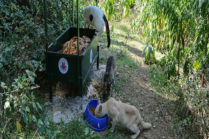 Sokak Hayvanlarını Düşünen Belediye