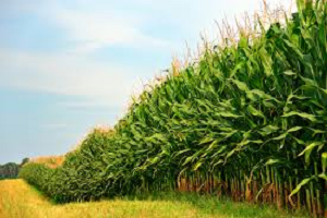 GDO ya Vize Çıktı