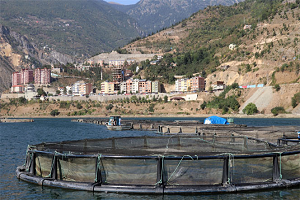 Denizi Yok Ama Japonya ya Balık İhraç Ediyor