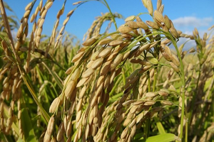 Çeltikte Hava Vurgunu