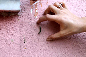 Yeşil Düzce Kurtlu Düzce Oldu