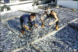 Kasa Yetiştiremediler