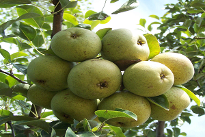 Armut Hasadına Dikkat