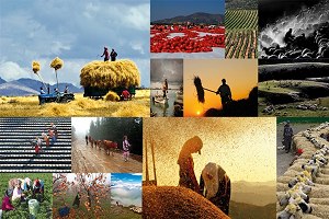 Hangi Kritere Bakılırsa Bakılsın Çiftçi Enflasyonun Sorumlusu Değil