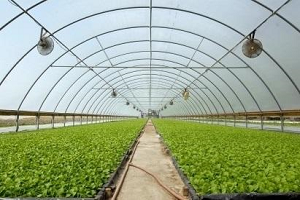 Eskiden İşçiydi Şimdi Kendi Serasının Sultanı Oldu