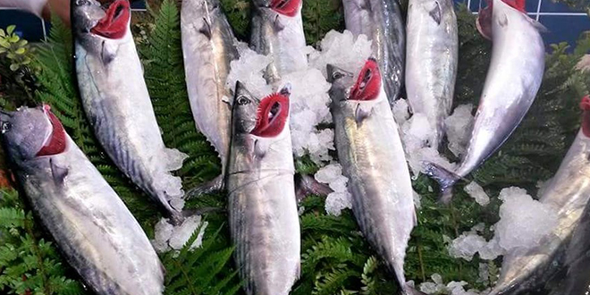 Türkiye de Balıkçılık Sektörü