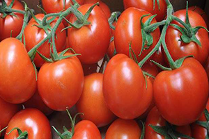 Domates İhracatında Kırmızı Et Takası İle İlgili Bakanlık tan Açıklama