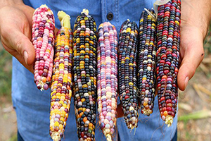 ABD den Getirdiği Tohumlar İle Renkli Mısır Üretti
