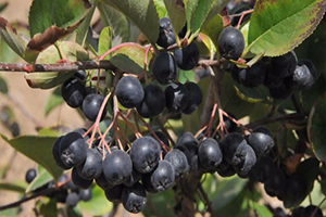 Süper Meyve Türk Tarımına Kazandırıldı