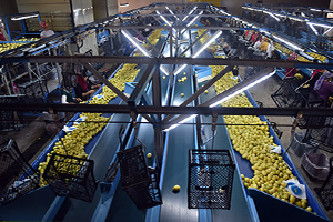 Narenciye Üreticilerinden Umut Işığı